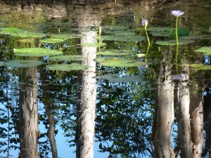 Environmental Protection
