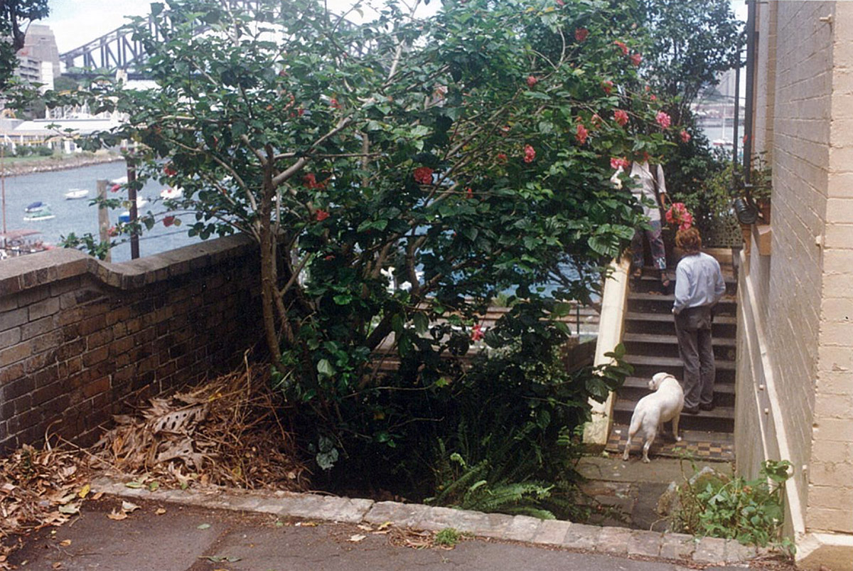Lavender Bay – harbour-front garden – before
