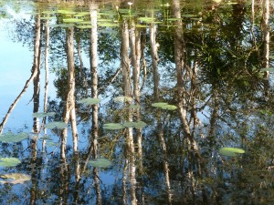 Environmental Protection