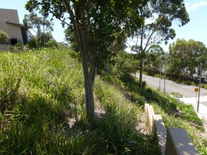 Mater Maria Catholic College