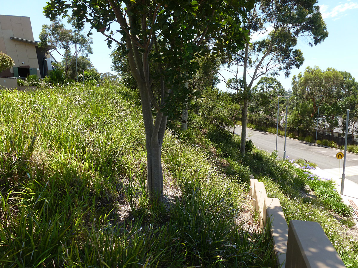 Mater Maria Catholic College